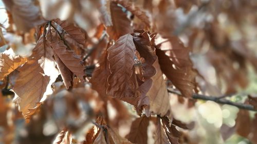 Close-up of dry plant