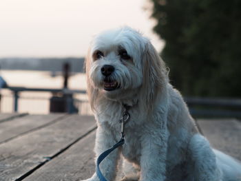 Close-up of dog looking away