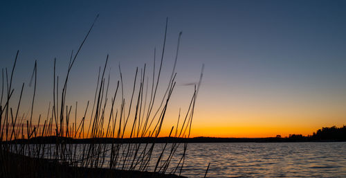 Silhouette plants by sea against sky during sunset