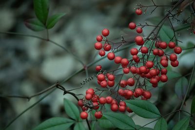 Close-up of red berries growing on tree