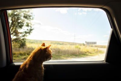 Portrait of cat sitting in car