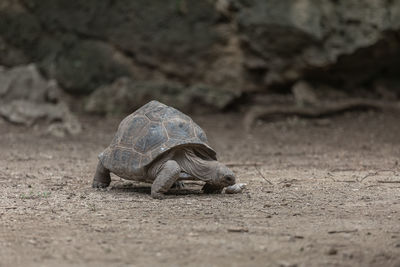 Close-up of turtle on ground