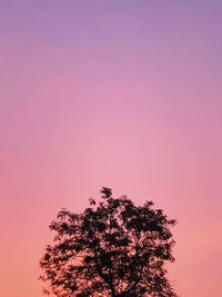 Low angle view of pink tree against sky