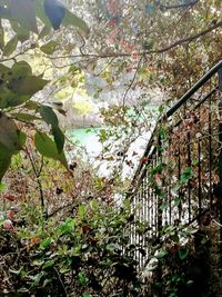 Close-up of plants against trees