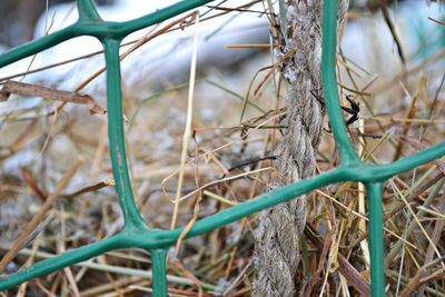 Close-up of plants