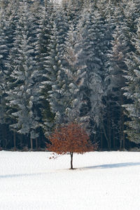 Snow covered land and trees on field