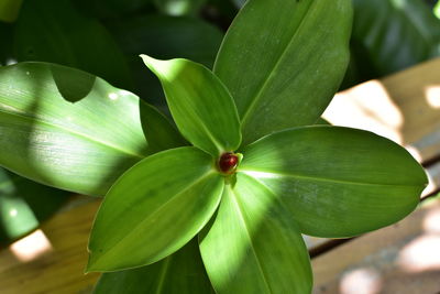 Close-up of green leaves on plant
