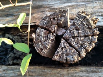 High angle view of plant