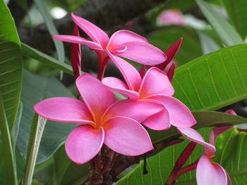 Close-up of pink frangipani on plant