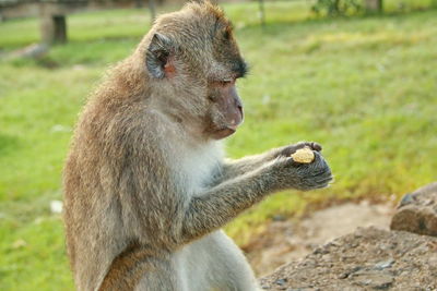 Close-up of monkey sitting on field