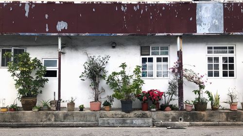 Potted plant against building