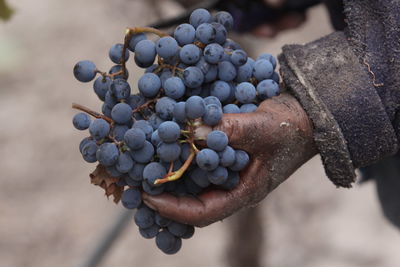 Close-up of hand holding grapes