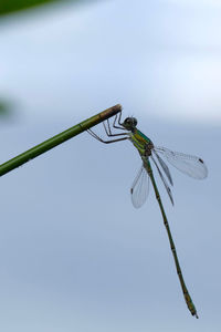 Close-up of damselfly perching on leaf against sky