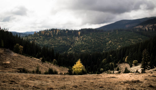 Scenic view of forest and mountains against sky