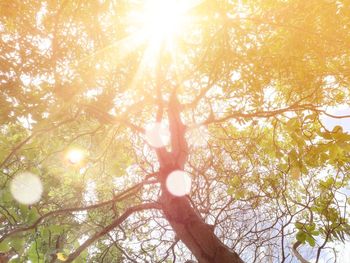 Low angle view of sunlight streaming through trees