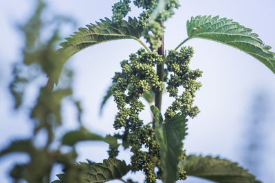 Low angle view of plant against blurred background