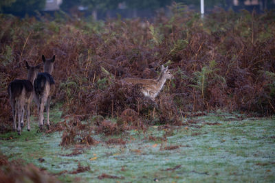 View of deer on field