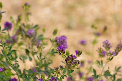 Close-up of purple flowering plant on field