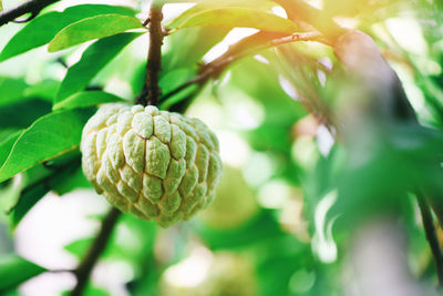 Close-up of fruit growing on tree