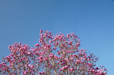 Low angle view of pink flowers blooming on tree against clear sky