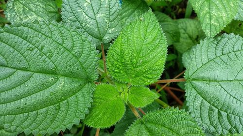 Close-up of green leaves on plant