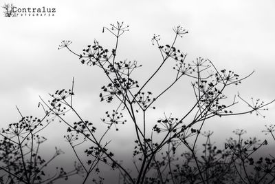 Low angle view of plants against sky