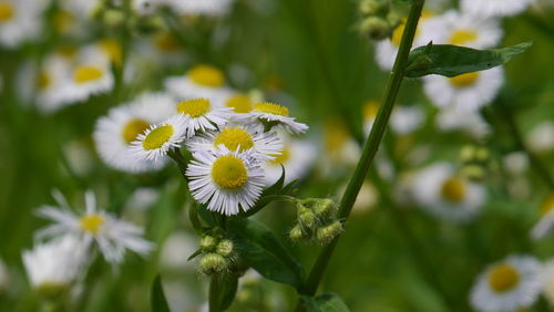 Close-up of white flowering plant