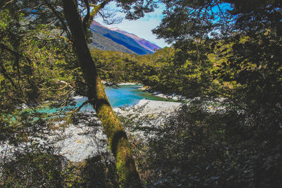 Scenic view of river in forest against sky