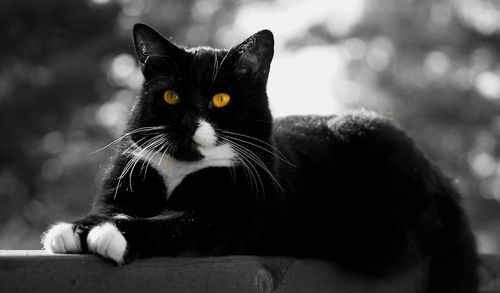 Close-up portrait of black cat