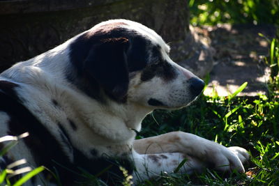 Close-up of a dog on field