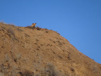 Low angle view of horse on mountain against clear blue sky
