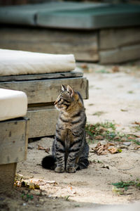 Portrait of a cat sitting outdoors