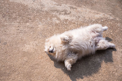High angle view of a dog resting