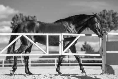 Close-up of a horse on field against the sky