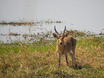 Water buck standing next to river in national park, namibia, africa