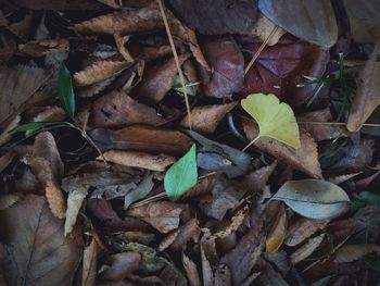 Full frame shot of leaves