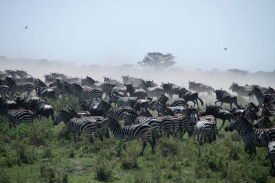 Time of great migration - the herds are moving