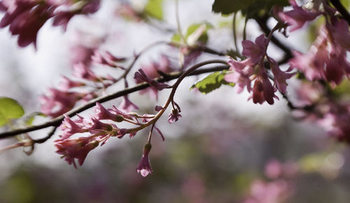 Close-up of pink flowers on branch