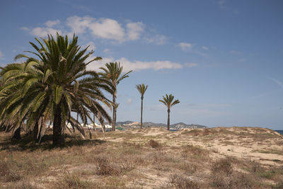 Palm trees on field against sky