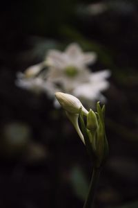 Close-up of white flowering plant