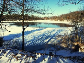 Bare trees on snow covered landscape