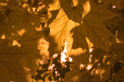 Close-up of autumn leaves on tree