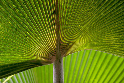 Full frame shot of palm tree leaves
