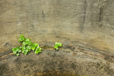 High angle view of small plant growing on concrete wall