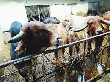 Cows in pen
