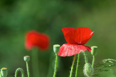 Close-up of red flower