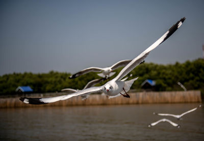 Seagulls flying along the sea shore