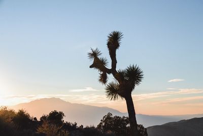 Low angle view of silhouette tree against sky