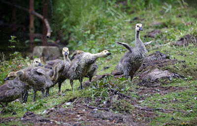 A family of geese stretching after climbing out of the lake