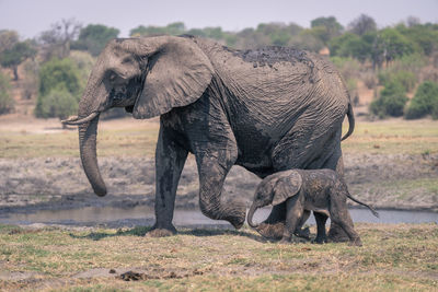 Elephants standing on field